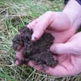 soil assessment