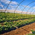 strawberry tunnels