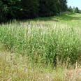 house reedbed in summer
