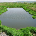 SUDS wetland