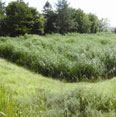 large reedbed in summer