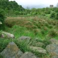 SUDS wetland