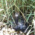 reedbed inlet pipe