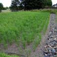 reedbed 6 months old