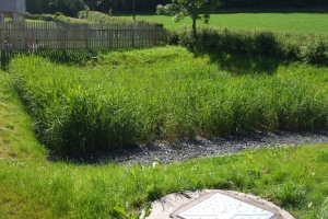 Purclewan 2 reedbed growing
