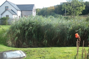 Purclewan 3 reedbed summer