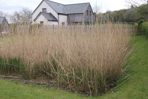 Purclewan 4 reedbed spring